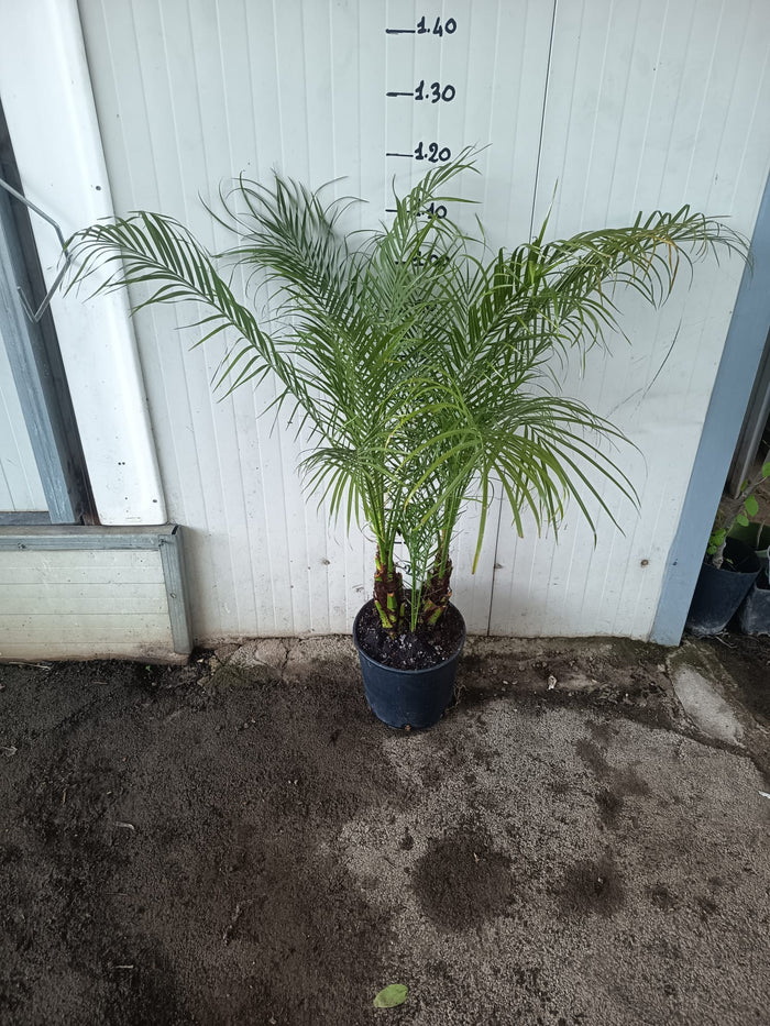 Phoenix Roebelenii V26 Robellina Palma Nana dei datteri foto reali H 120cm