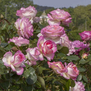 Pianta ROSA PRINCIPESSE DE MONACO® MEILLAND rosa RAMPICANTE  vaso 20cm AMDGarden