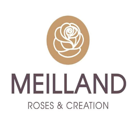 Pianta di Rosa CAPRICE DE MEILLAND® Meilland Alberello h 120cm in vaso AMDGarden