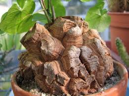 Testudinaria in vaso 8,5 cm, pianta caudiciforme rara e decorativa