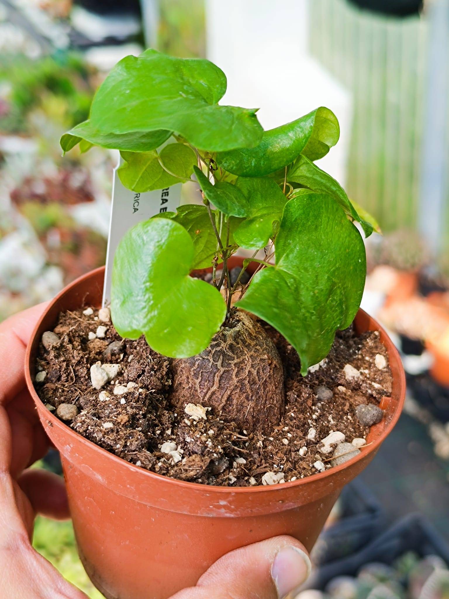 Testudinaria in vaso 8,5 cm, pianta caudiciforme rara e decorativa