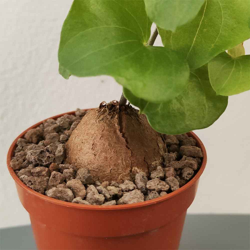 Testudinaria in vaso 8,5 cm, pianta caudiciforme rara e decorativa