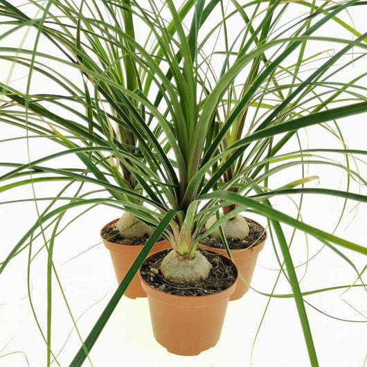 Nolina in vaso 10 cm TC, pianta ornamentale resistente e facile da curare