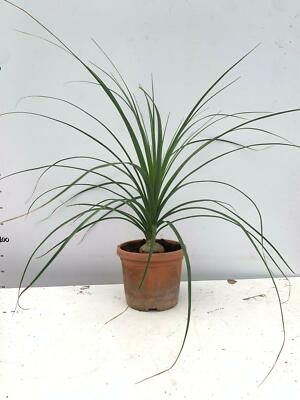 Nolina in vaso 10 cm TC, pianta ornamentale resistente e facile da curare
