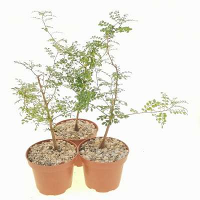 Operculicaria decaryi in vaso 17 cm, pianta caudiciforme elegante