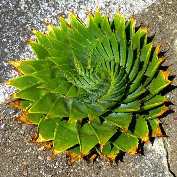 Aloe polyphylla in vaso 20 cm, aloe spirale ornamentale di grande pregio