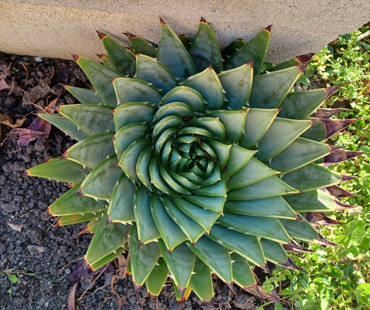 Aloe polyphylla in vaso 20 cm, aloe spirale ornamentale di grande pregio