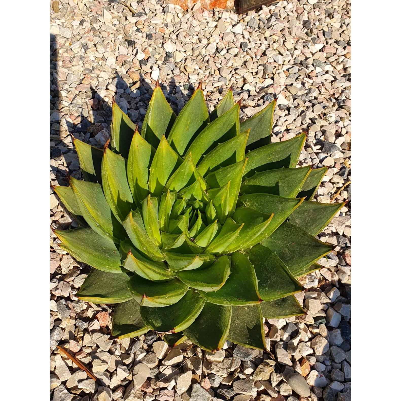 Aloe polyphylla in vaso 20 cm, aloe spirale ornamentale di grande pregio