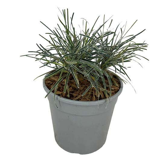 Pianta di Erba Ghiaccio Finicia Truncata Ice Crystal vaso 18 cm AMDGarden