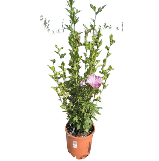 Pianta di Ibisco di Montagna HIBISCUS SYRIACUS ULTRAMARINE BLU vaso 18 cm AMDGarden