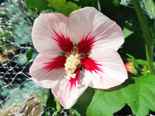 Pianta di Ibisco di Montagna HIBISCUS SYRIACUS HAMABO in vaso 18 cm AMDGarden