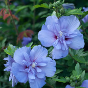 Pianta di Ibisco di Montagna HIBISCUS SYRIACUS BLUE CHIFFON vaso 18 cm AMDGar