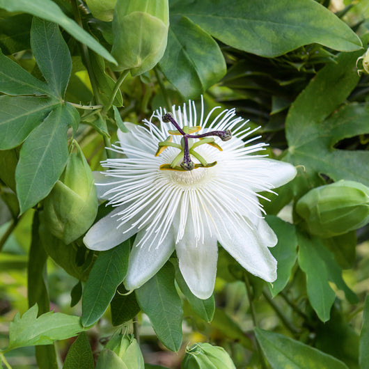 Pianta di Passiflora RIVERSIDE SNOW QUEEN profumata bianca vaso 18 cm AMDGarden