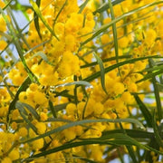 Pianta di Mimosa 4 Stagioni Profumata Gialla ACACIA RETINOIDES vaso 18cm AMDGarden