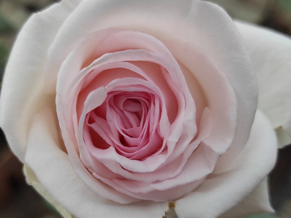 MEILLAND Rosa Prince Jardinier rifiorente profumata fiore grande elegante