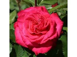 MEILLAND Rosa Cherry Explosion rosso ciliegia rifiorente profumata vigorosa