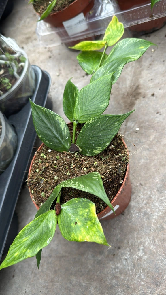 Hoya surigoensis – Pianta tropicale rara da interno con fogliame ornamentale