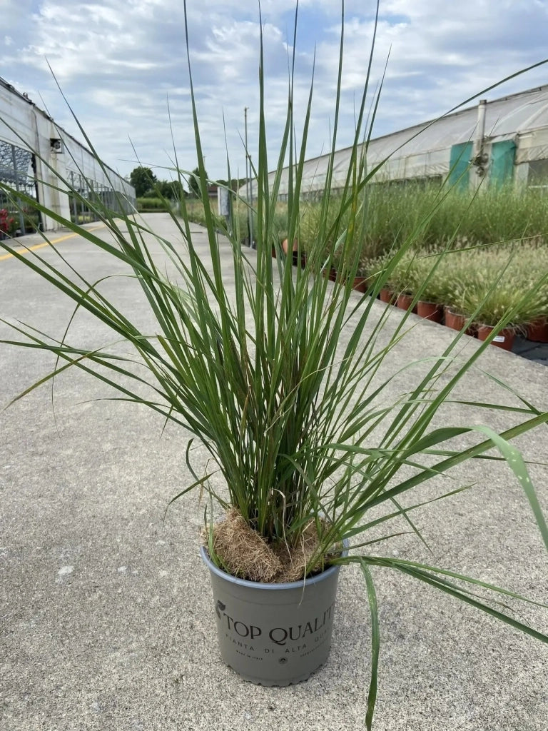 Gardenaria Calamagrostis acutiflora 'Karl Foerster' - Graminacea ornamentale da esterno Altezza: 50 cm (vaso 17)