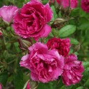 Rosa Barni Cardinale Carlo Maria Martini – Rosa Rifiorente Profumata
