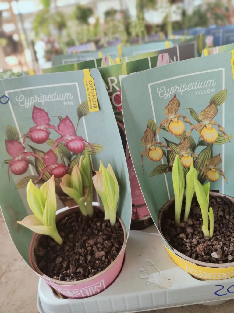 Orchidea da giardino, Cypripedium Pink or Yellow, foto reali Colore: Rosa