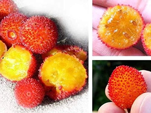 Pianta di CORBEZZOLO cespuglio ARBUTUS UNEDO frutti rossi VASO 24 cm AMDGarden