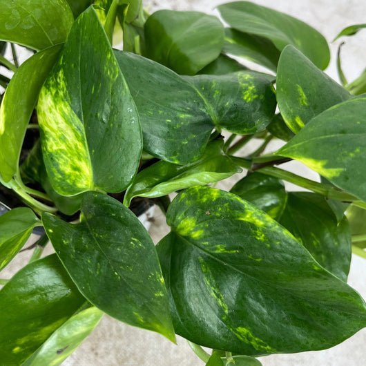 Pianta di POTHOS rampicante/pendente foglie GIGANTI Potus in vaso 14cm AMDGarden