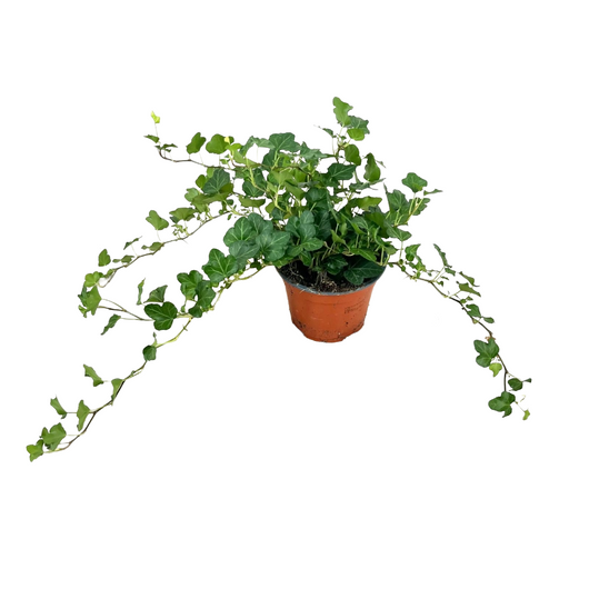 Pianta di Ederina ricadente verde edera pianta  interno in vaso 14 cm AMDGarden