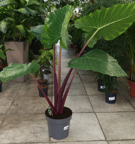Alocasia Other Imperial Red Vaso 24 – Pianta tropicale ornamentale