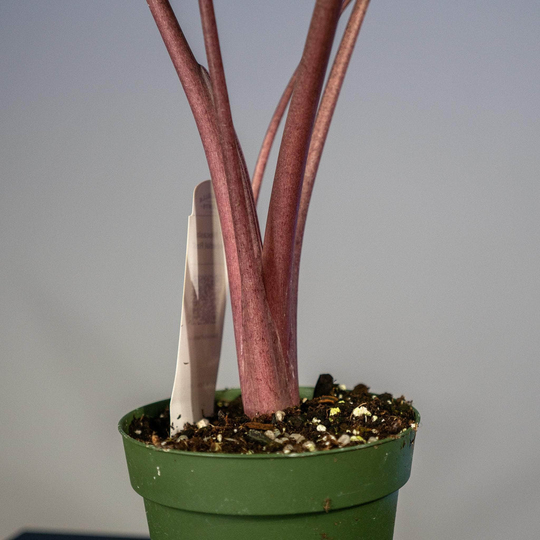 Alocasia Other Imperial Red Vaso 24 – Pianta tropicale ornamentale