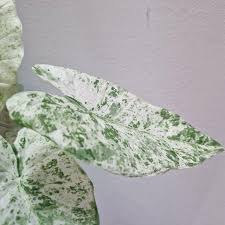 Alocasia Macrorrhiza Splash Vaso 24 – Pianta tropicale variegata