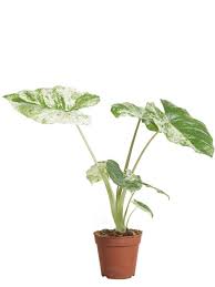 Alocasia Macrorrhiza Splash Vaso 24 – Pianta tropicale variegata