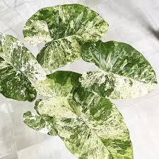 Alocasia Macrorrhiza Splash Vaso 24 – Pianta tropicale variegata