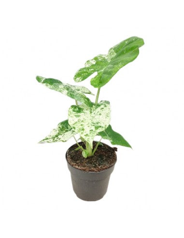 Alocasia Macrorrhiza Splash Vaso 24 – Pianta tropicale variegata