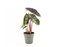 Alocasia Pink Dragon Vaso 17 – Pianta tropicale compatta elegante
