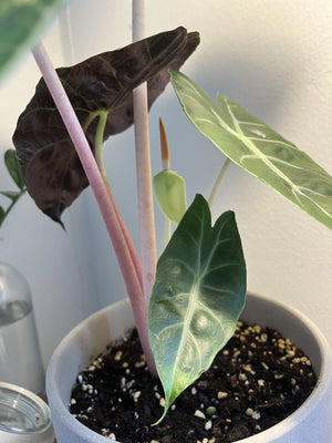Alocasia Pink Dragon Vaso 17 – Pianta tropicale compatta elegante