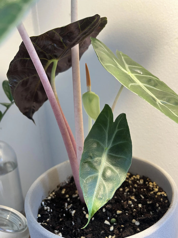 Alocasia Pink Dragon Vaso 17 – Pianta tropicale compatta elegante