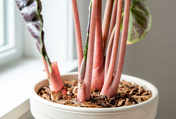 Alocasia Pink Dragon Vaso 17 – Pianta tropicale compatta elegante