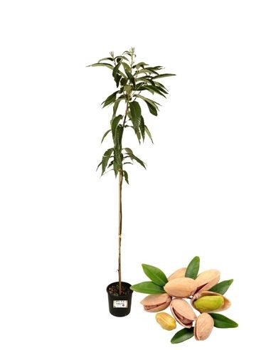 Pistacchio Pistacia Vera Maschio – Impollinatore per piante femmina