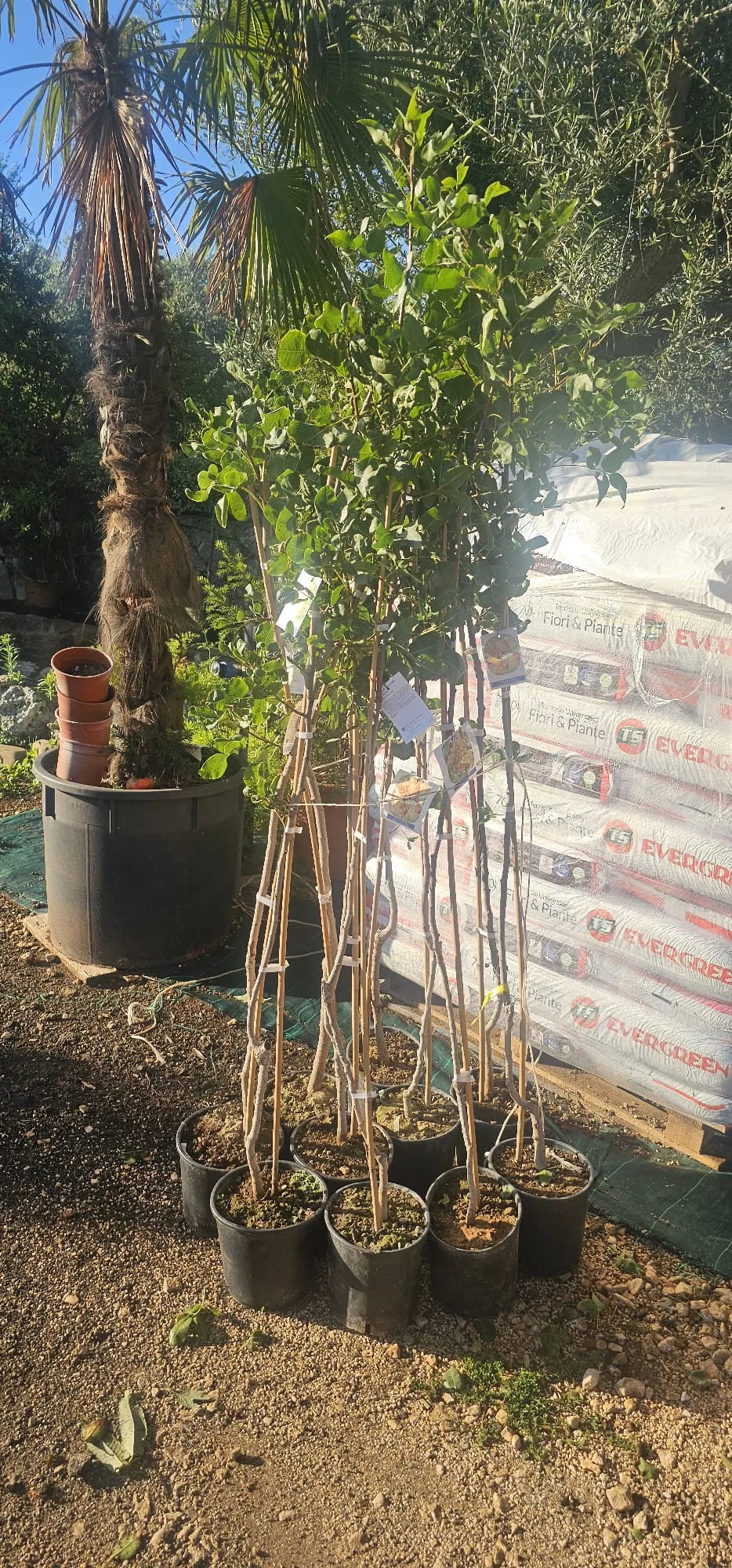 Pistacchio Pistacia Vera Maschio – Impollinatore per piante femmina