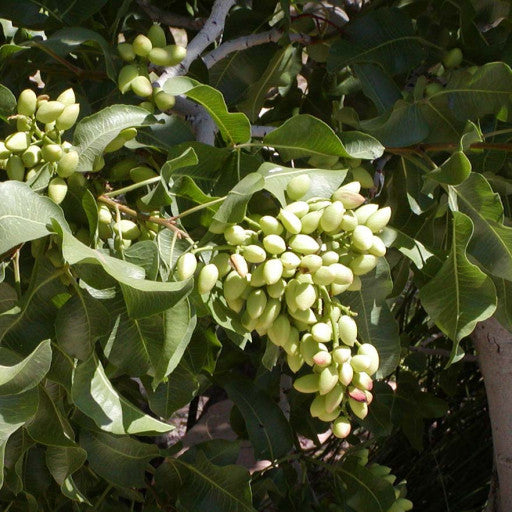 Pistacchio Pistacia Vera Maschio – Impollinatore per piante femmina