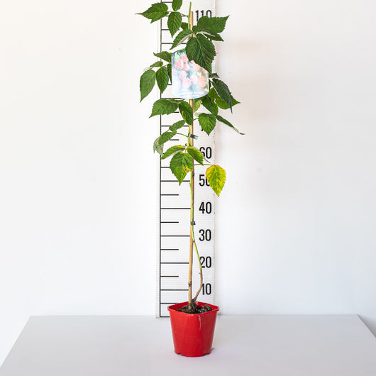 Lampone Rubus idaeus Himbo Top rifiorente – Varietà produttiva