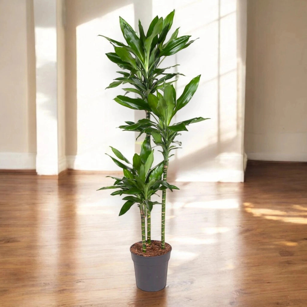 Gardenaria Dracaena fragrans 'Janet Lind' - Pianta da interno ornamentale Altezza: 80 cm (vaso 19)