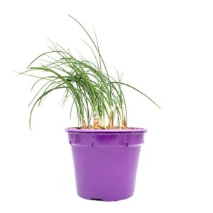 Zafferano in Vaso 14 cm – Altezza 30 cm, Crocus Sativus
