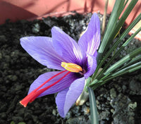 Zafferano in Vaso 14 cm – Altezza 30 cm, Crocus Sativus