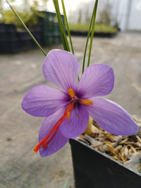Zafferano in Vaso 14 cm – Altezza 30 cm, Crocus Sativus