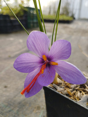 Zafferano in Vaso 14 cm – Altezza 30 cm, Crocus Sativus