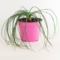 Zafferano in Vaso 14 cm – Altezza 30 cm, Crocus Sativus