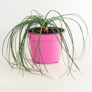 Zafferano in Vaso 14 cm – Altezza 30 cm, Crocus Sativus