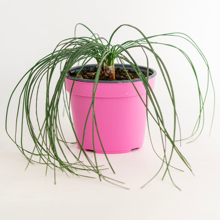 Zafferano in Vaso 14 cm – Altezza 30 cm, Crocus Sativus