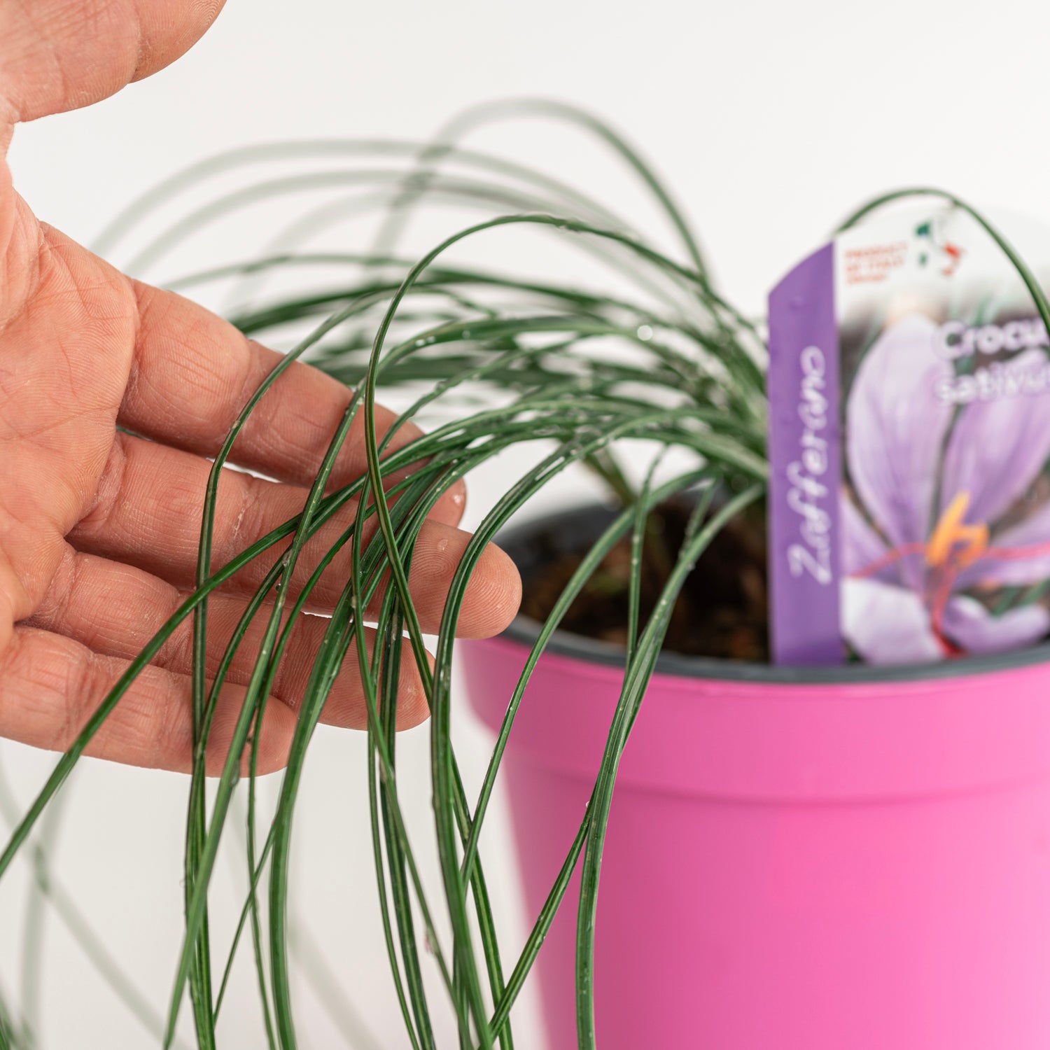 Zafferano in Vaso 14 cm – Altezza 30 cm, Crocus Sativus